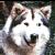 animal023 animal023
