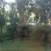 images41
