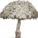 images11