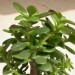 images17